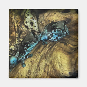 Twee kikkers die uit magneet hangen