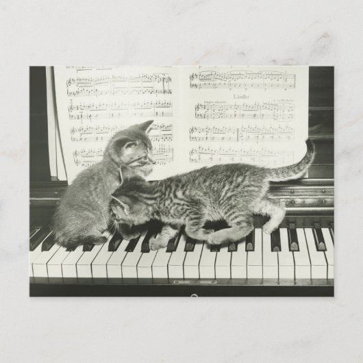 Twee kitten op pianokaart (B&W) Briefkaart (Voorkant)