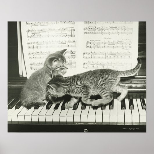 Twee kitten op pianokaart (B&W) Poster (Voorkant)