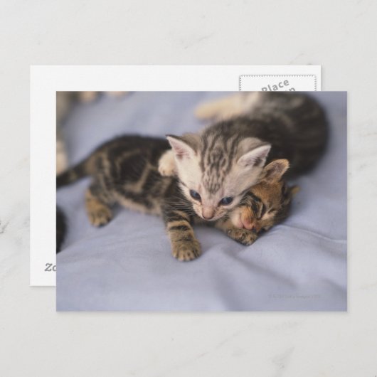 Twee kittens briefkaart (Voorkant / Achterkant)