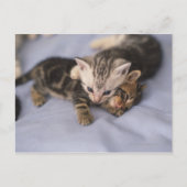Twee kittens briefkaart (Voorkant)