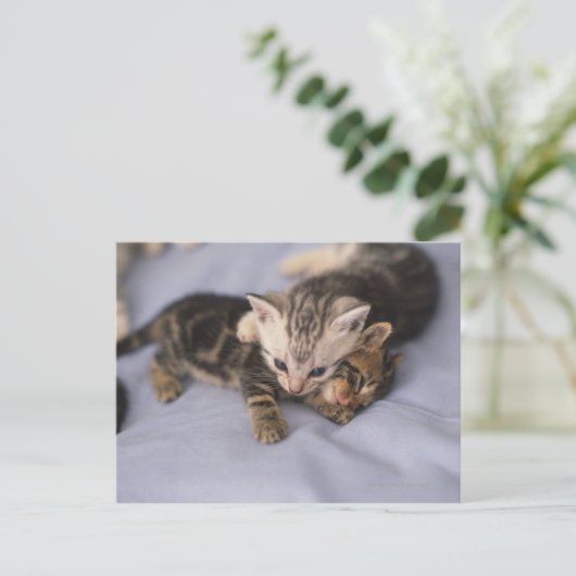 Twee kittens briefkaart (Staand voorkant)