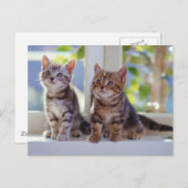 Twee Kittens Briefkaart (Voorkant / Achterkant)