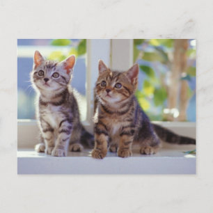 Twee Kittens Briefkaart