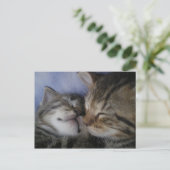 Twee kittens briefkaart (Staand voorkant)