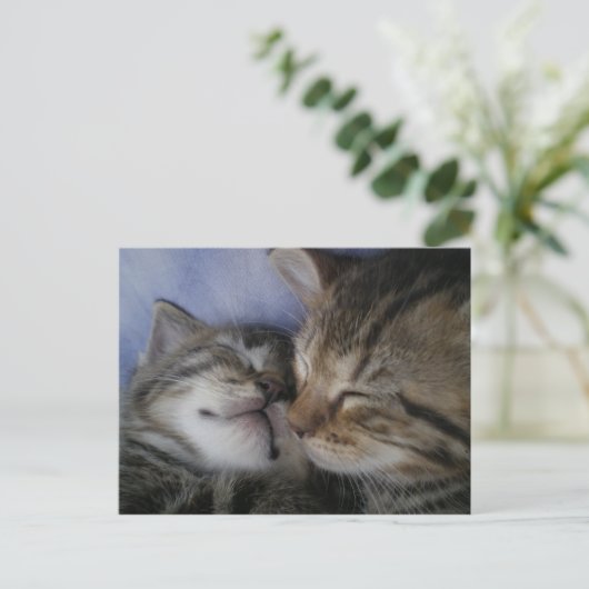 Twee kittens briefkaart (Staand voorkant)
