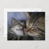 Twee kittens briefkaart (Voorkant / Achterkant)