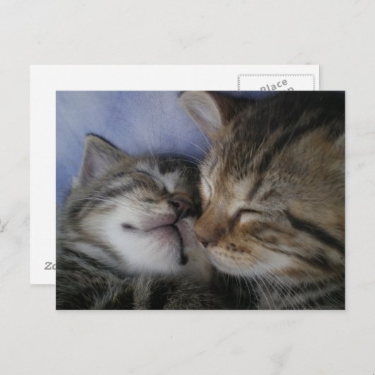 Twee kittens briefkaart (Voorkant / Achterkant)