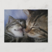Twee kittens briefkaart (Voorkant)