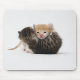 Twee kittens die op witte achtergrond rondsnuffele muismat