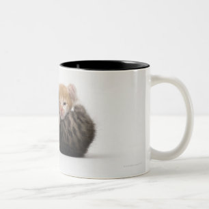 Twee kittens die op witte achtergrond rondsnuffele tweekleurige koffiemok