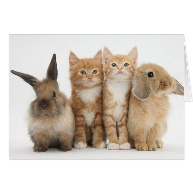 Twee Kittens en twee Bunnies. (Voorkant Horizontaal)