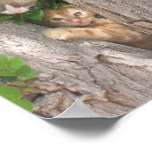 Twee Kittens in een boom Poster (Hoek)