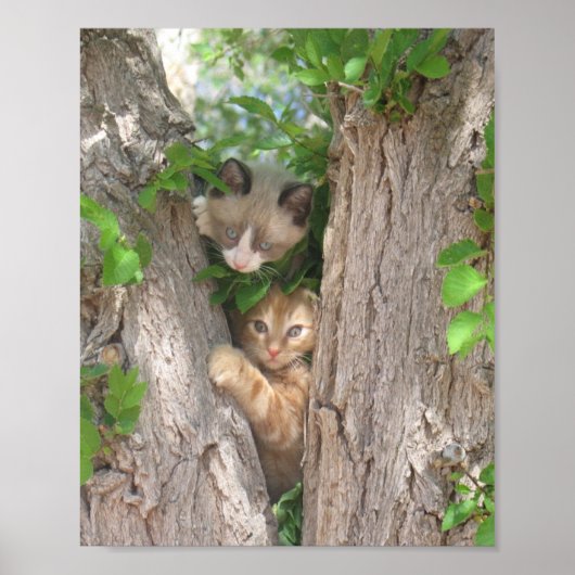 Twee Kittens in een boom Poster (Voorkant)
