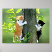 Twee Kittens in een boom Poster (Voorkant)