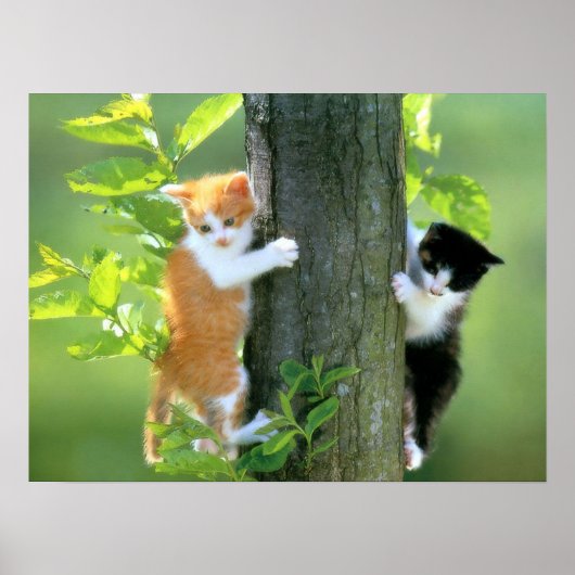 Twee Kittens in een boom Poster (Voorkant)