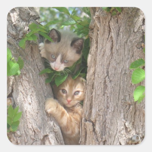 Twee Kittens in een boom Vierkante Sticker (Voorkant)
