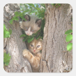 Twee Kittens in een boom Vierkante Sticker