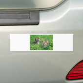 Twee kittens in het gras bumpersticker (Op auto)