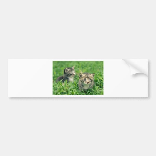 Twee kittens in het gras bumpersticker (Voorkant)