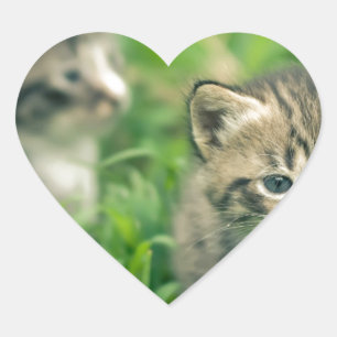 Twee kittens in het gras hart sticker