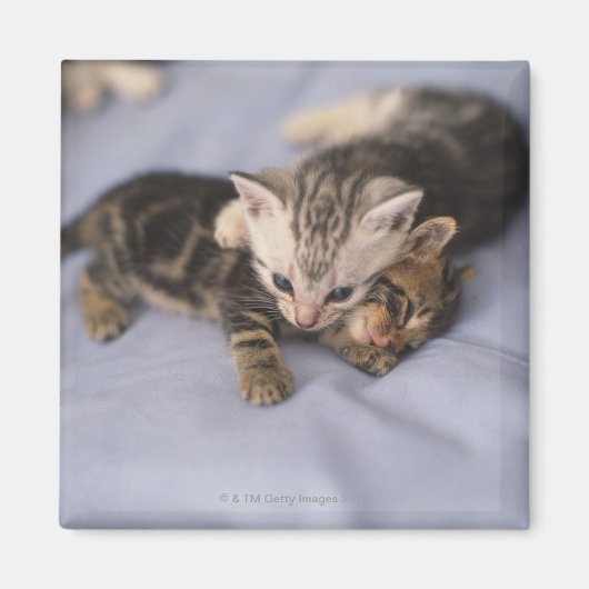 Twee kittens magneet (Voorkant)