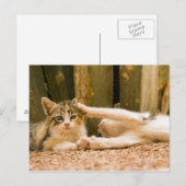 Twee kittens, Marokko Briefkaart (Voorkant / Achterkant)