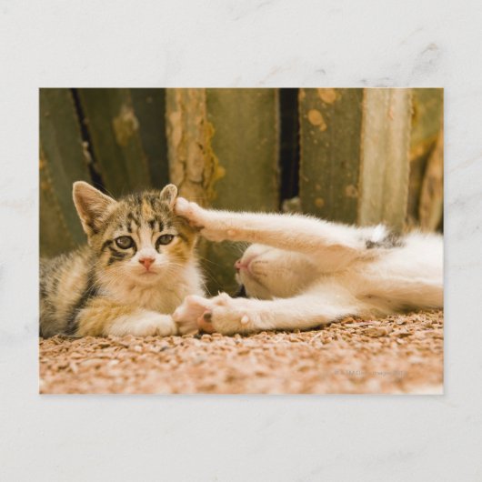 Twee kittens, Marokko Briefkaart (Voorkant)