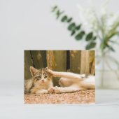 Twee kittens, Marokko Briefkaart (Staand voorkant)
