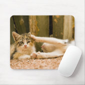 Twee kittens, Marokko Muismat (Met muis)