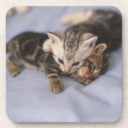 Twee kittens onderzetter (Voorkant)