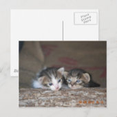 Twee kittens op log briefkaart (Voorkant / Achterkant)