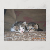 Twee kittens op log briefkaart (Voorkant)