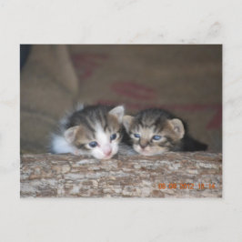 Twee kittens op log briefkaart