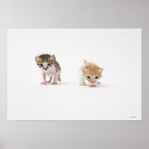 Twee kittens op witte achtergrond poster