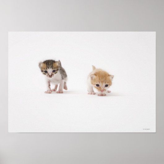 Twee kittens op witte achtergrond poster (Voorkant)