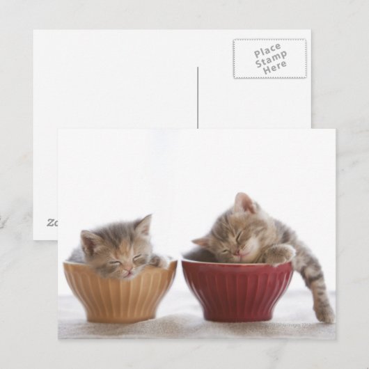 Twee Kittens slapen in Bowls Briefkaart (Voorkant / Achterkant)