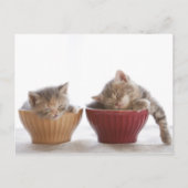 Twee Kittens slapen in Bowls Briefkaart (Voorkant)