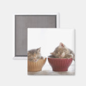 Twee Kittens slapen in Bowls Magneet (Voorkant / Achterkant)
