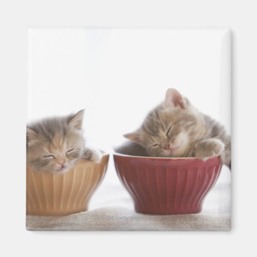 Twee Kittens slapen in Bowls Magneet (Voorkant)
