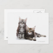 Twee kittens van Maine Coon cat Briefkaart (Voorkant / Achterkant)