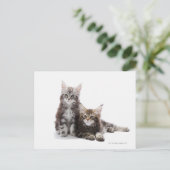 Twee kittens van Maine Coon cat Briefkaart (Staand voorkant)