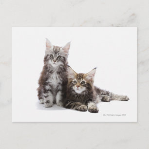 Twee kittens van Maine Coon cat Briefkaart