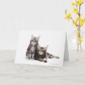 Twee kittens van Maine Coon cat Kaart (Gele Bloem)