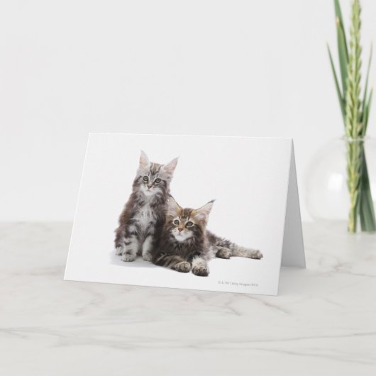 Twee kittens van Maine Coon cat Kaart (Voorkant)