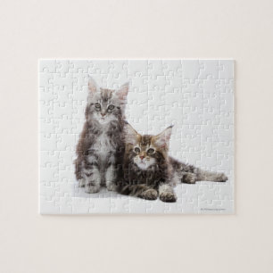 Twee kittens van Maine Coon cat Legpuzzel