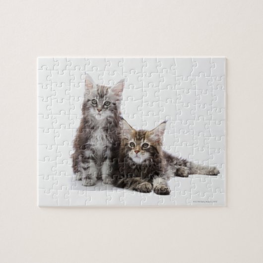 Twee kittens van Maine Coon cat Legpuzzel (Horizontaal)