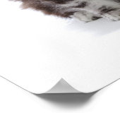 Twee kittens van Maine Coon cat Poster (Hoek)