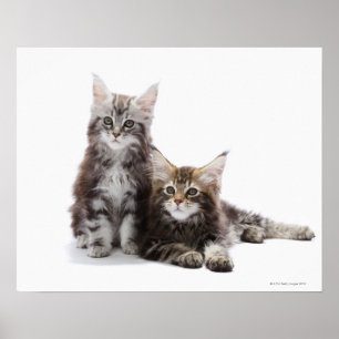 Twee kittens van Maine Coon cat Poster