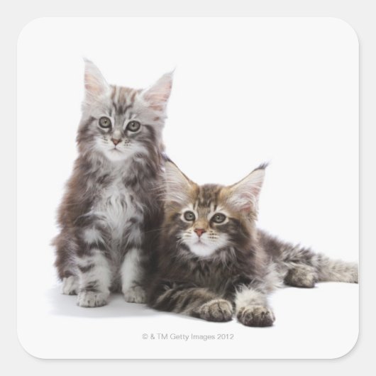 Twee kittens van Maine Coon cat Vierkante Sticker (Voorkant)